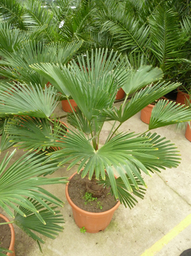 Hanfpalme Trachycarpus wagnerianus