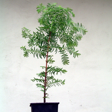 Urwelt Mammutbaum  (Metasequoia glyptostroboides) 3  Jahre