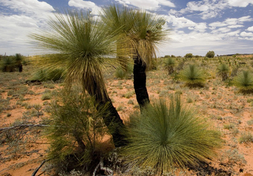 Australischer Grasbaum  Black Boy ( Xanthorroea fulva)