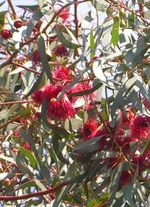 Weiser Eucalyptus (Eucalyptus leucoxylon rosea) Shop