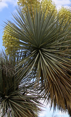 Blaue Palmlilie  yucca rigida