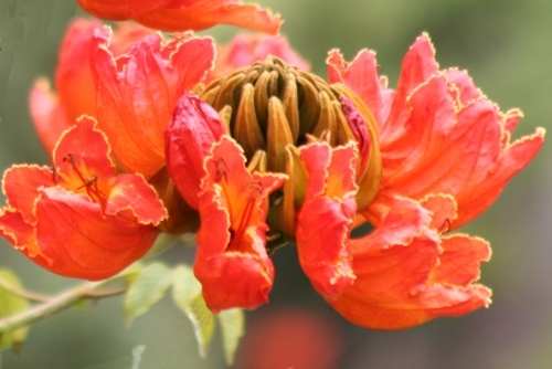 Afrikanischer Tulpenbaum (Spathodea campanulata) 