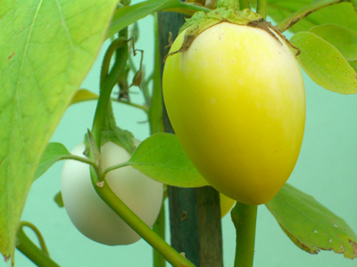 eierbaum Solanum melonga